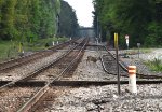 Deer on the Tracks